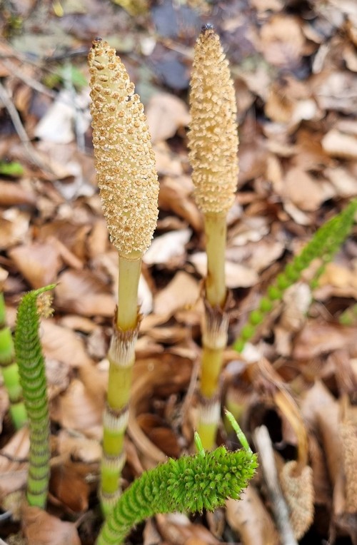 Equisetum arvense - 