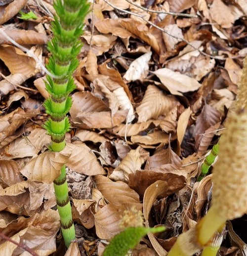 Equisetum arvense - 