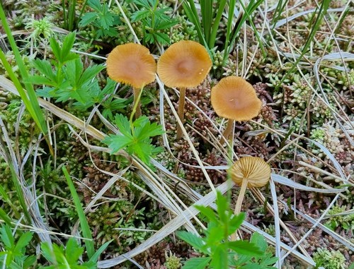 Galerina hybrida - 