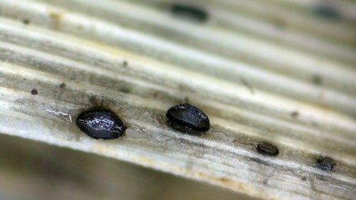 Cejpia hystrix - 