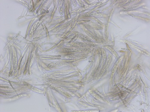 Cejpia hystrix - 