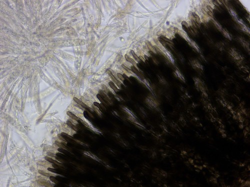 Cejpia hystrix - Randhaare - 