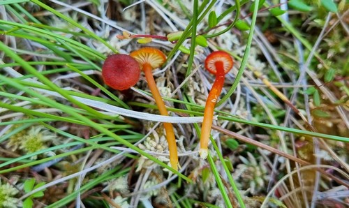 Hygrocybe coccineocrenata - 