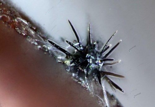 Gibbera andromedae - 