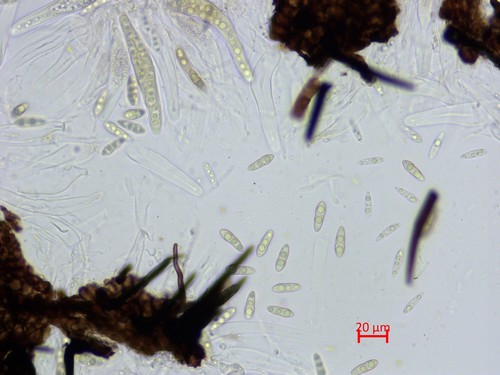 Gibbera andromedae - 