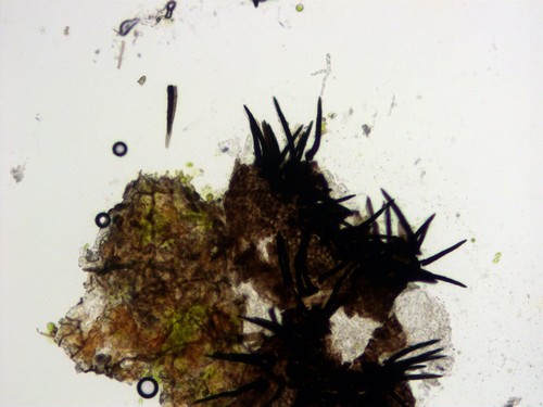 Gibbera andromedae - 