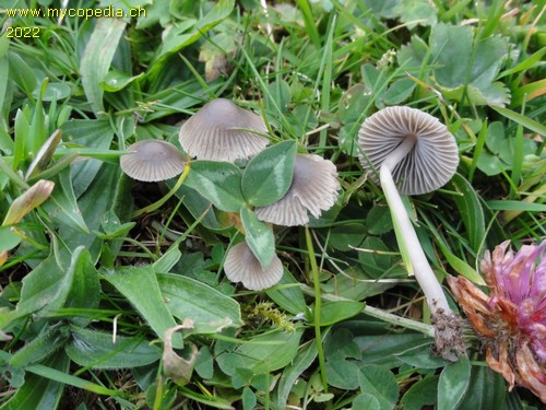 Mycena aetites - 