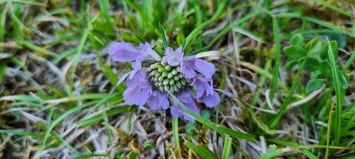 Scabiosa lucida - 