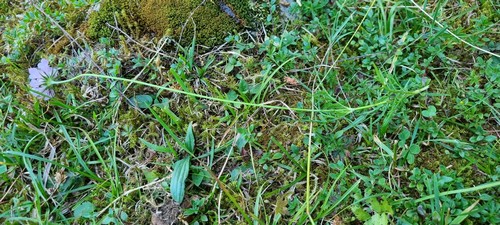 Scabiosa lucida - 