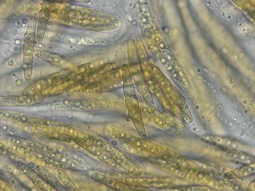 Nodulosphaeria modesta - 