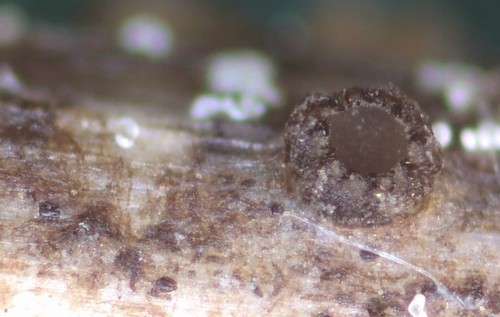 Pirottaea trichostoma - 