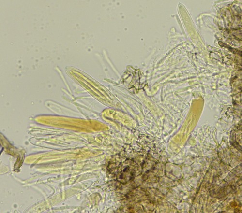 Pirottaea trichostoma - Randhaare - Wasser  - 