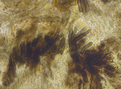 Pirottaea trichostoma - 