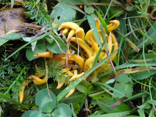 Clavulinopsis fusiformis - 