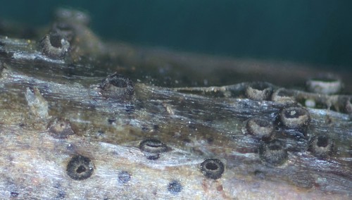 Pyrenopeziza leucostoma - 