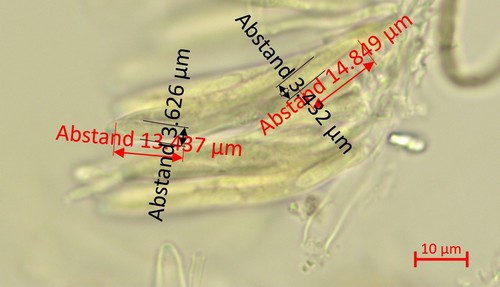 Pyrenopeziza leucostoma - 