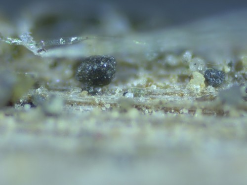 Pleospora brachyspora - 
