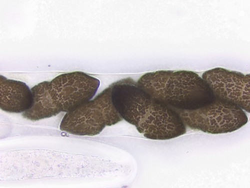 Pleospora brachyspora - 