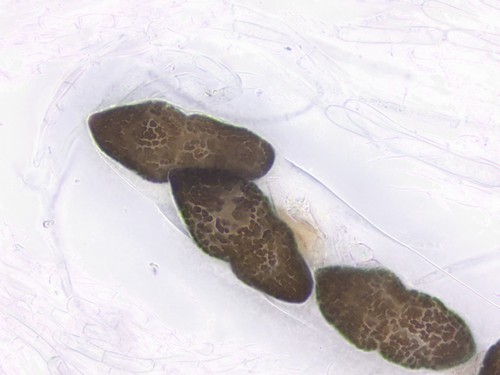 Pleospora brachyspora - 