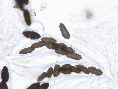 Pleospora brachyspora - 