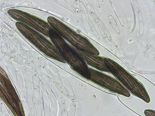 Sulcispora pleurospora - 
