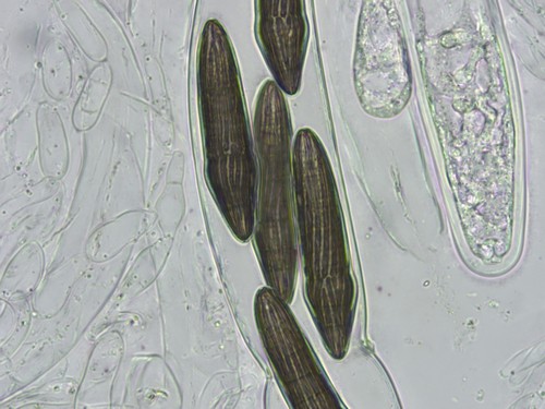 Sulcispora pleurospora - 