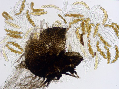 Pleospora penicillus - 