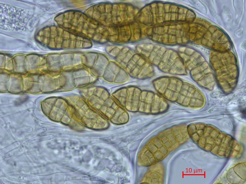 Pleospora penicillus - 