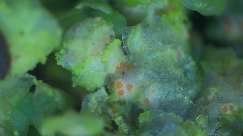 Bryonectria - 