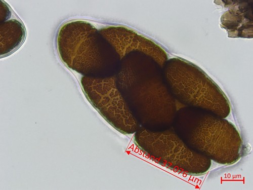 Pleospora brachyspora - 