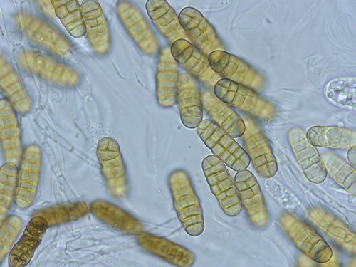 Pleospora coluteae - 