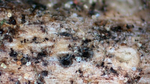 Pleospora coluteae - 
