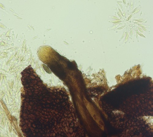 Plagiostoma geranii - 
