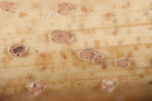 Diplonaevia emergens - 
