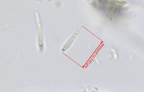 Diplonaevia emergens - 
