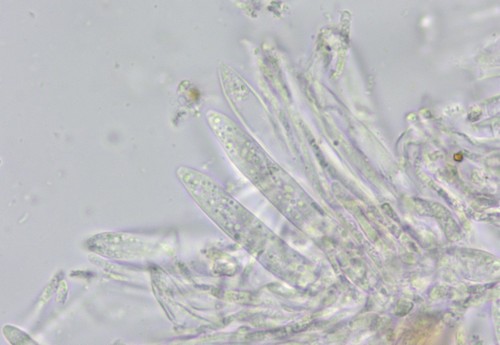 Diplonaevia emergens - 