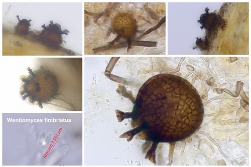 Wentiomyces fimbriatus - 