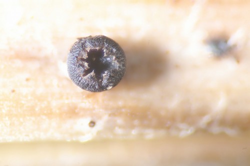 Heterosphaeria patella - 