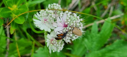 Astrantia major - 