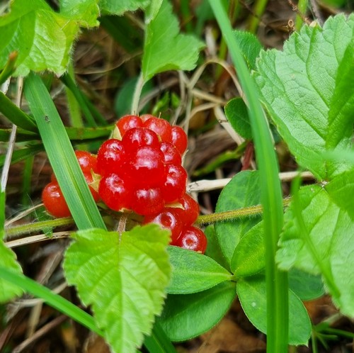 Rubus saxatilis - 