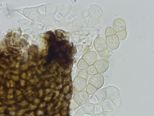 Pseudomassaria spec. - 