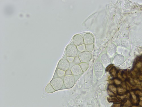 Pseudomassaria spec. - 