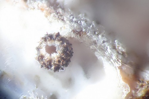 Pyrenopeziza holmiorum - 