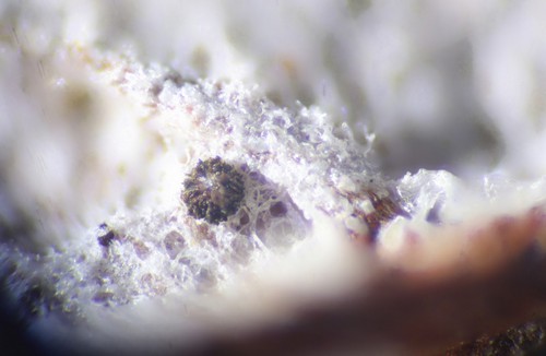 Pyrenopeziza holmiorum - 