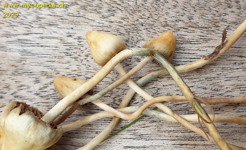 Psilocybe semilanceata - 