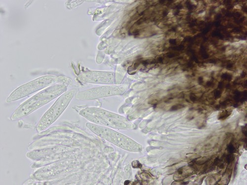 Pyrenopeziza holmiorum - 