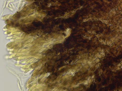 Pyrenopeziza holmiorum - 