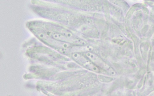 Pyrenopeziza holmiorum - 