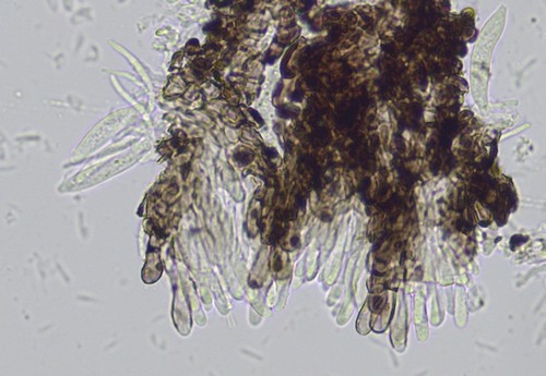 Pyrenopeziza holmiorum - 