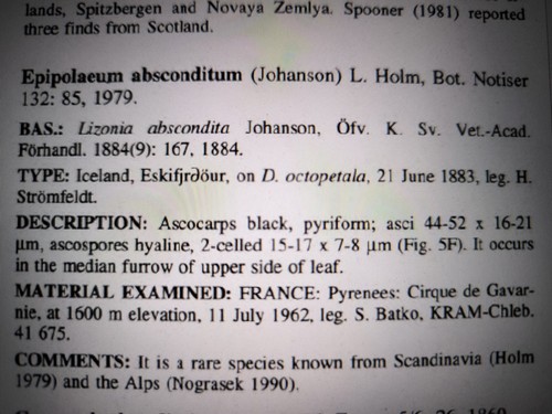 Epipolaeum absconditum - 